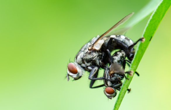 Maison infestée de mouches vertes