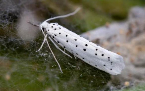Comment se débarrasser efficacement des mites alimentaires ?