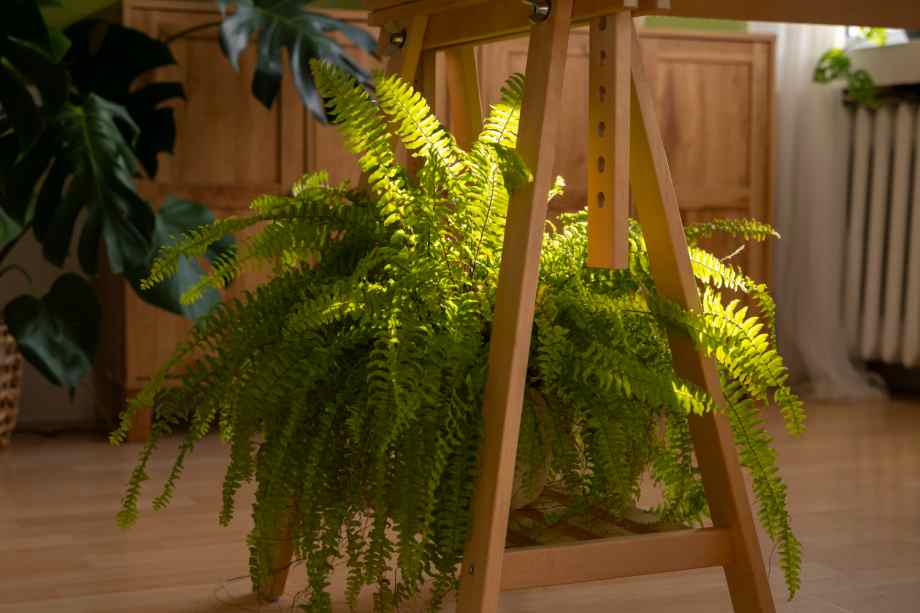 5 plantes qui absorbent l’humidité dans une chambre naturellement-Happiness Distribution