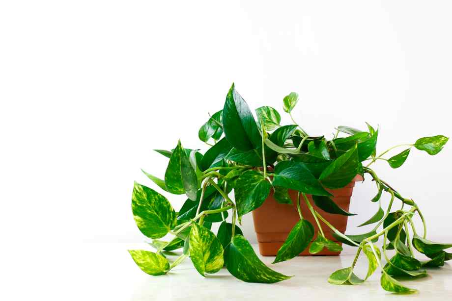 Le pothos, une plante polyvalente-Happiness Distribution