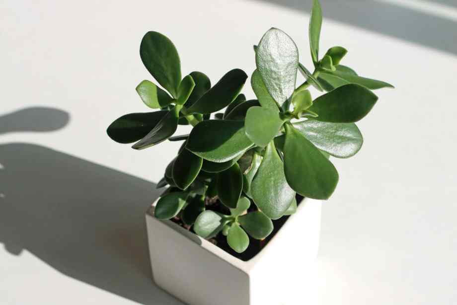 Arbre de jade : quelle est sa signification spirituelle ?-Happiness Distribution