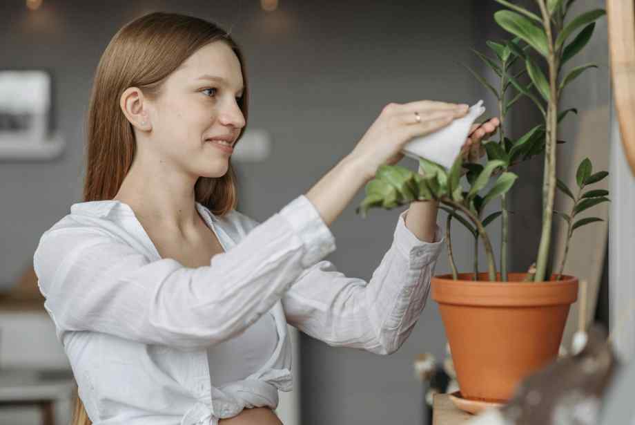 Bien placer l’arbre de jade pour maximiser ses bienfaits-Happiness Distribution