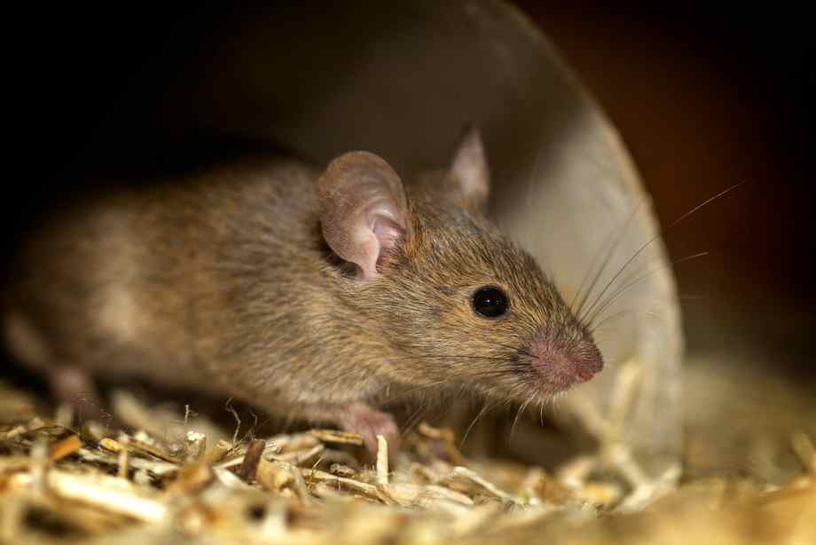 Comment se débarrasser des souris sans les tuer naturellement ?-Happiness Distribution