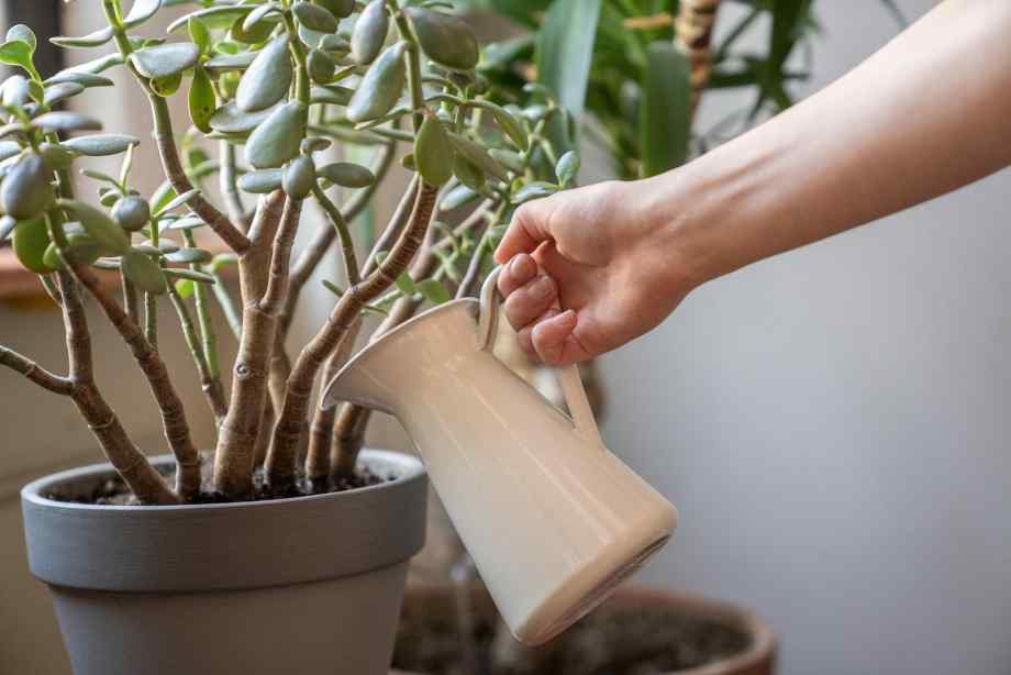 L'entretien, un rituel simple pour cultiver le bonheur-Happiness Distribution