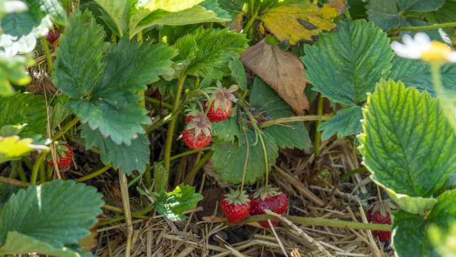 Quand et comment planter les stolons de fraisiers pour bien les réussir ?-Happiness Distribution