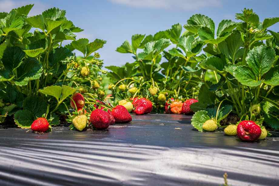 Quel est le bon moment pour planter des stolons de fraisier ?-Happiness Distribution Quel est le bon moment pour planter des stolons de fraisier ?-Happiness Distribution