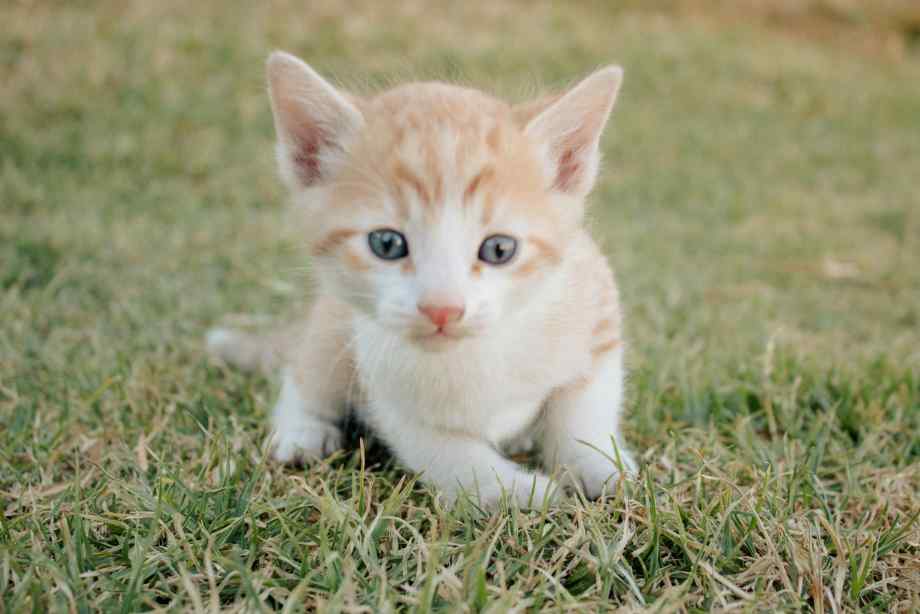 Répulsif de chat à l'extérieur : 7 remèdes de grand-mère vraiment efficaces-Happiness Distribution