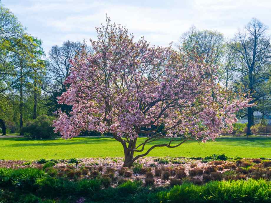 Les arbres à fleurs pour un jardin décoratif-Happiness Distribution