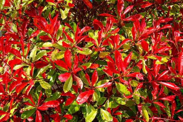 Quand et comment tailler les photinias pour qu’ils restent bien denses ?-Happiness Distribution
