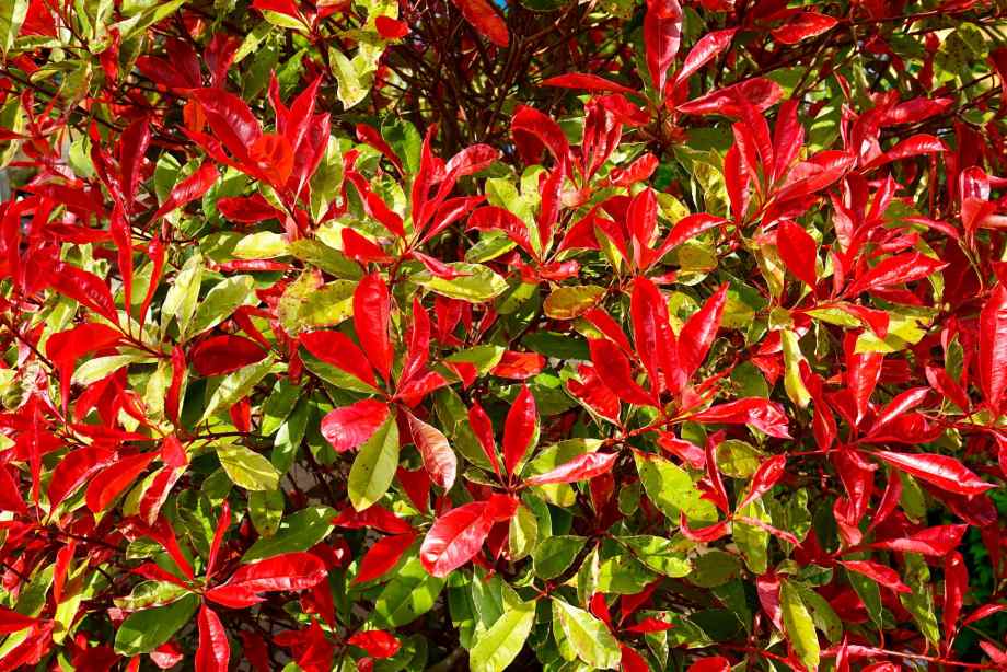 Quand et comment tailler les photinias pour qu’ils restent bien denses ?-Happiness Distribution