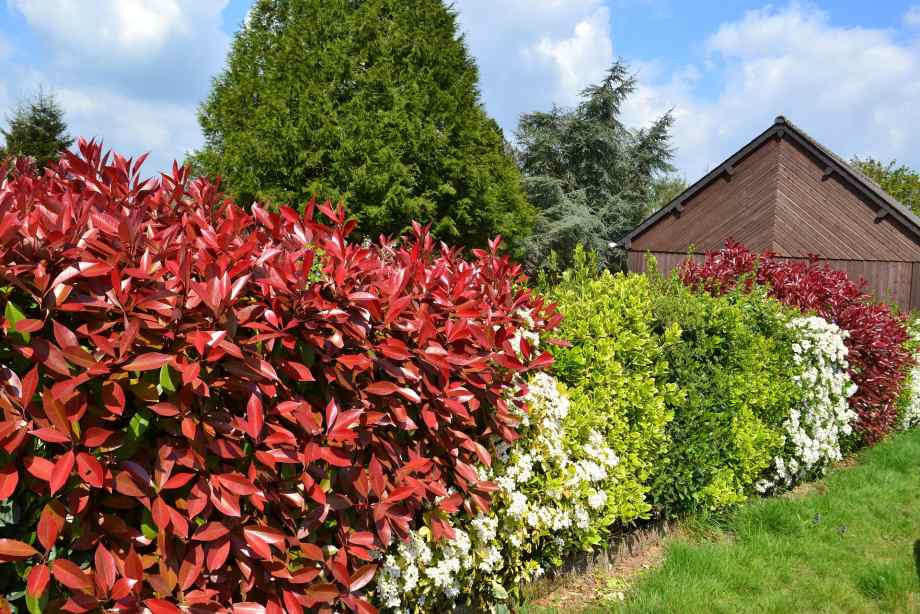 Quand tailler les photinias pour favoriser la croissance ?-Happiness Distribution Quand tailler les photinias pour favoriser la croissance ?-Happiness Distribution