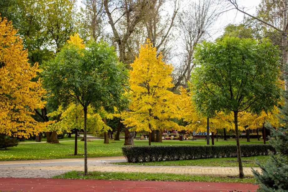 Quel arbre pousse le plus vite pour un petit jardin ? Les espèces à privilégier-Happiness Distribution